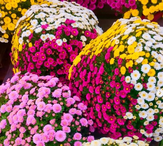 Chrysanthèmes multicolores en boule, fraîchement arrivés en magasin