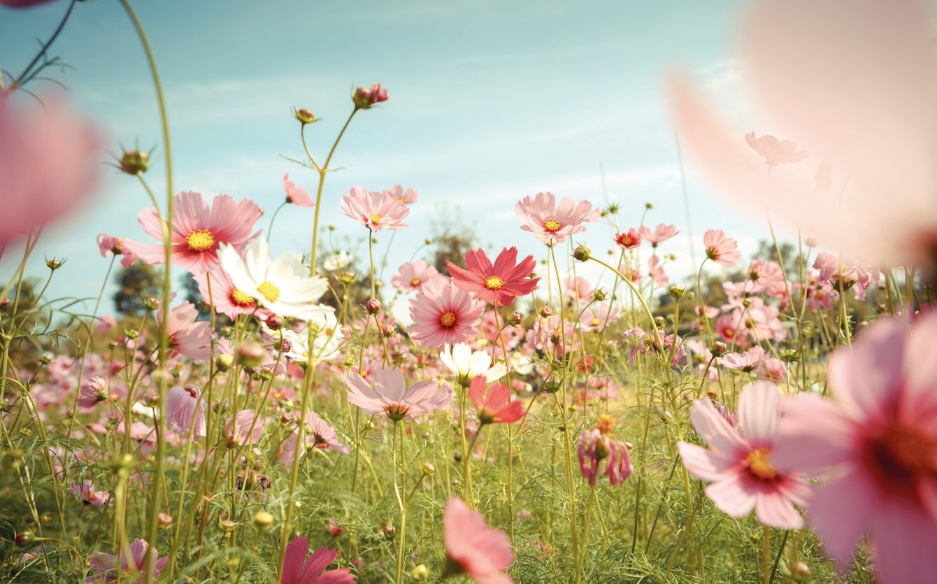 Prairie de cosmos roses en été