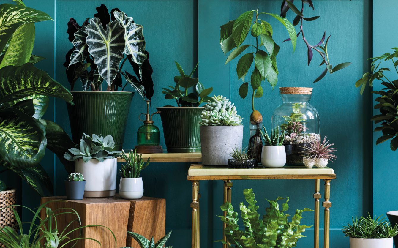 Plantes vertes d'intérieur sur fond bleu canard