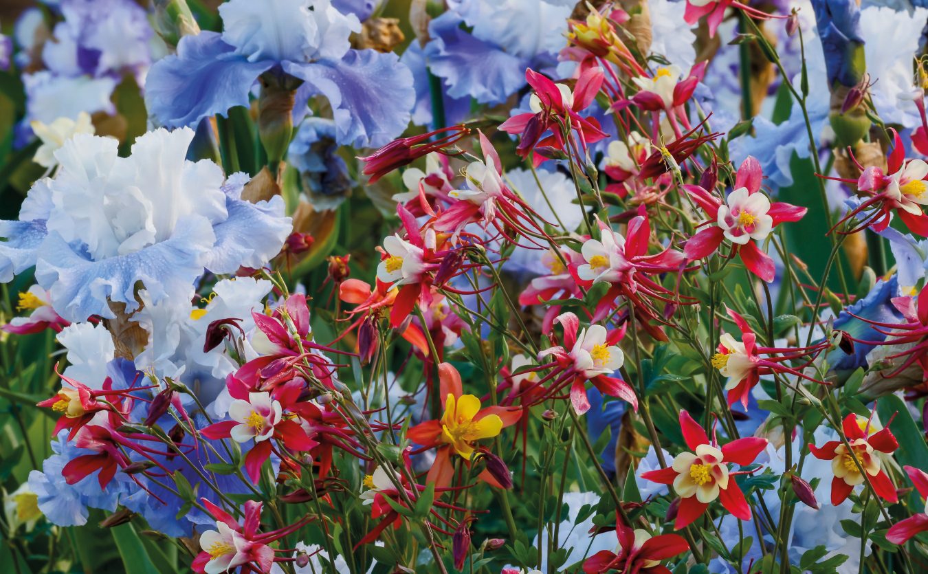 Massif d'iris et d'ancolies en fleurs