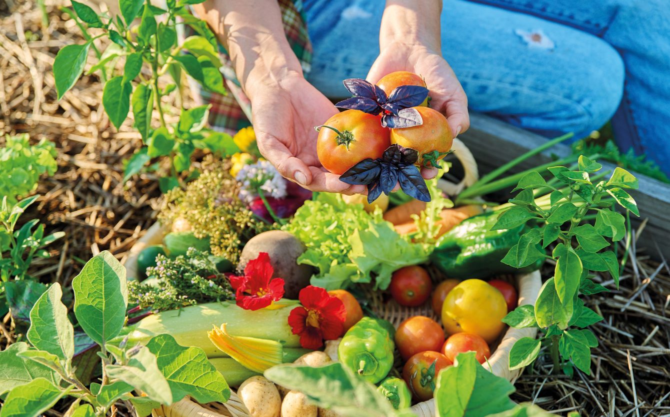 Récolte de tomates et de légumes du potager